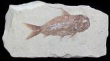 Detailed Nematonotus Fossil Fish - Lebanon #36946-1